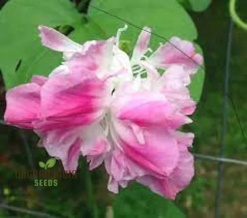 Ipomoea Tutu Flower Seeds for planting: Add Color to Your Garden with Vibrant Blooms
