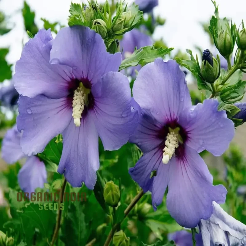 Azurri Blue Satin Rose of Sharon Seeds – Hardy Hibiscus Shrub Seeds