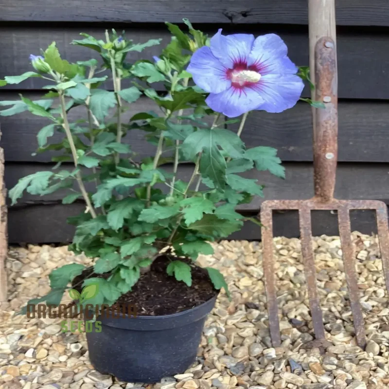 Azurri Blue Satin Rose of Sharon Seeds – Hardy Hibiscus Shrub Seeds