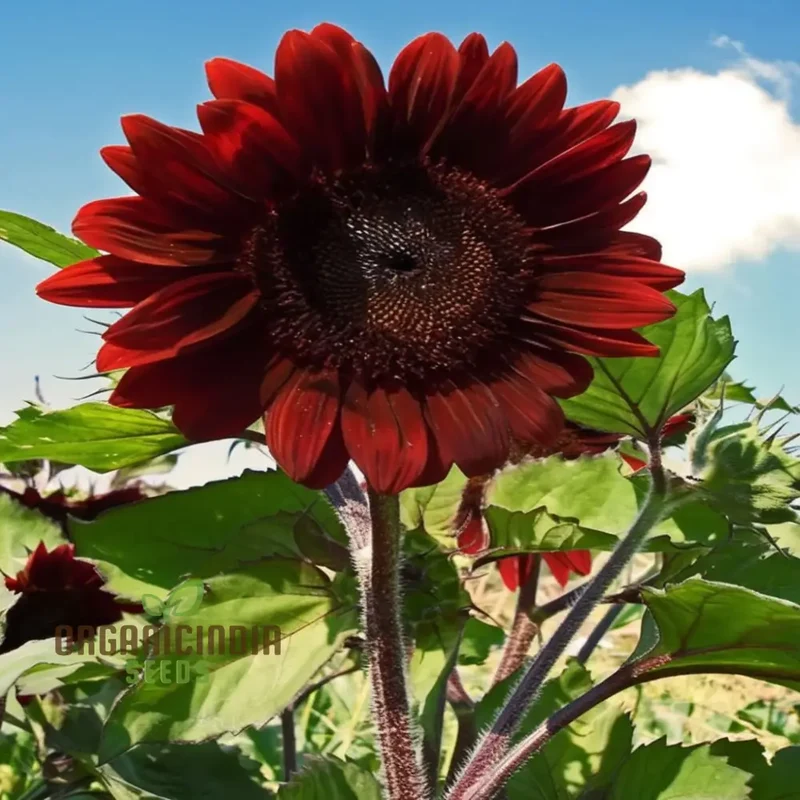 Red Velvet Queen Sunflower Seeds - Majestic Blooms for Bold and Brilliant Garden Displays