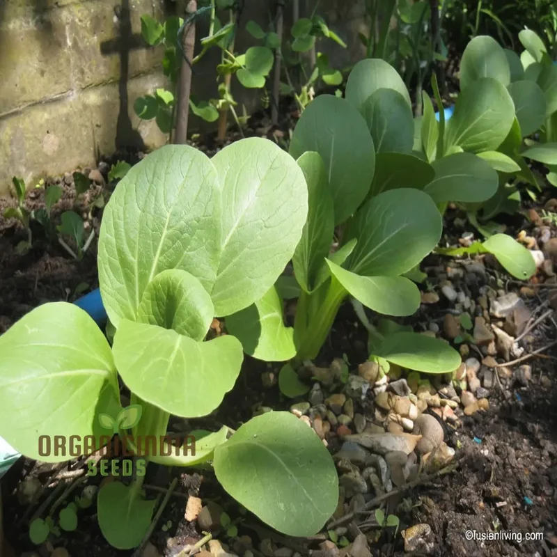 Canton Bok Choy(Pak Choi) Vegetable Seeds for Planting, Ideal for Gardening Enthusiasts - High-Quality, Non-GMO Seeds for a Bountiful Harvest