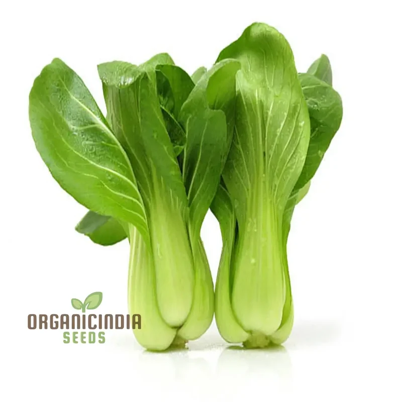 Canton Bok Choy(Pak Choi) Vegetable Seeds for Planting, Ideal for Gardening Enthusiasts - High-Quality, Non-GMO Seeds for a Bountiful Harvest