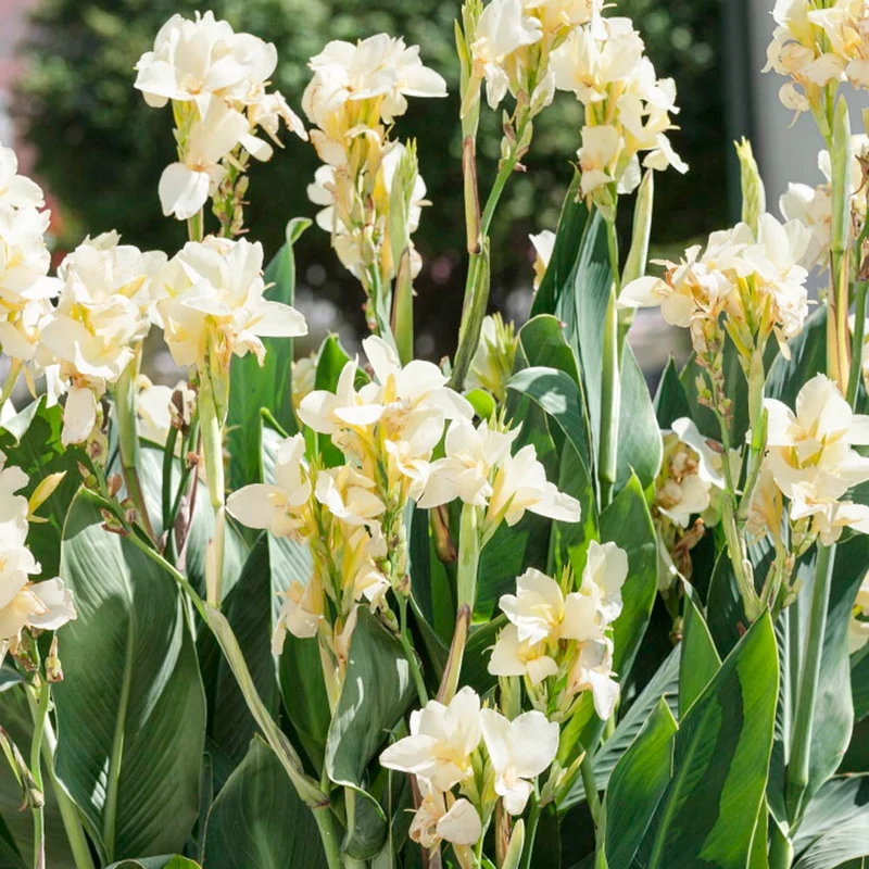 Premium White Canna Flower Seeds for Lush Gardening, Grow Stunning Perennial Blooms in Your Garden
