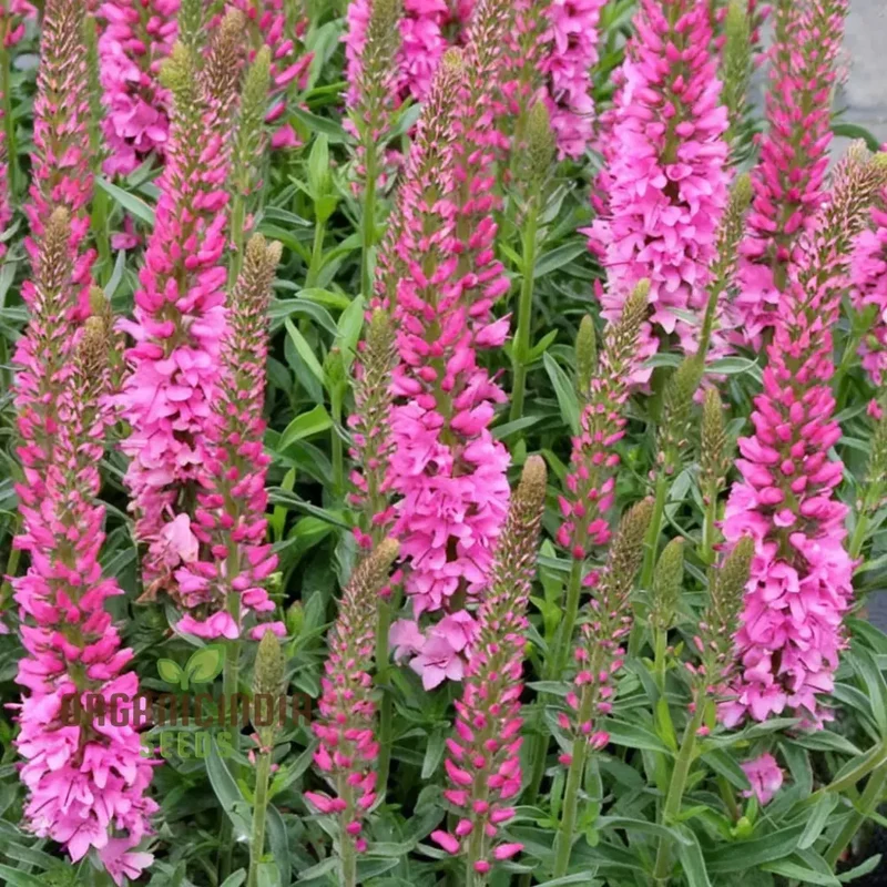 Pink Speedwell Veronica Flower Seeds – Elegant Border Garden Blooms
