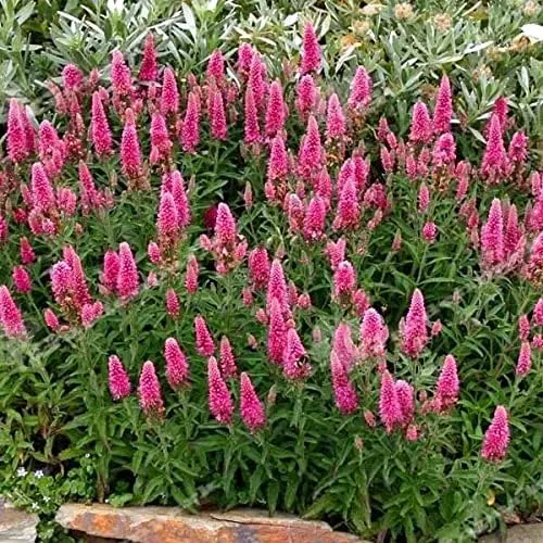 Pink Speedwell Veronica Flower Seeds – Elegant Border Garden Blooms