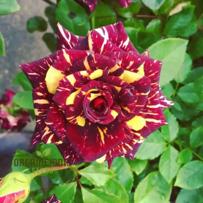Premium Tiger Stripes Rose Flower Seeds for Lush, Vibrant Gardens, Unique Striped Rose Seeds for Home Gardeners