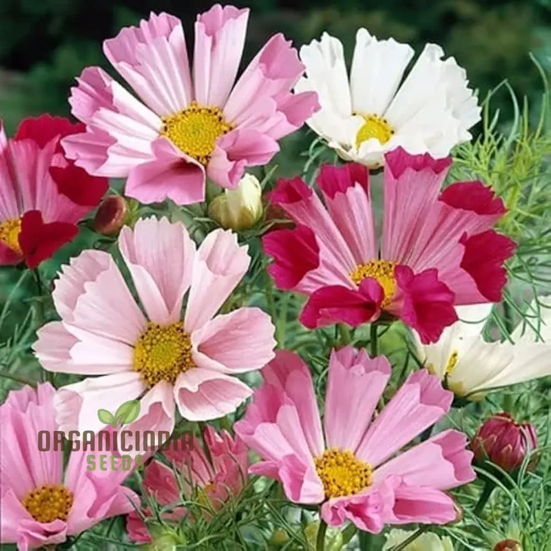 Cosmos Sea Shells Mixed Flower Seeds - Premium Gardening Seeds for Vibrant and Unique Blossoms | Perfect for Home Gardens and Landscapes