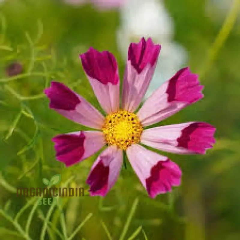 Cosmos Sea Shells Mixed Flower Seeds - Premium Gardening Seeds for Vibrant and Unique Blossoms | Perfect for Home Gardens and Landscapes