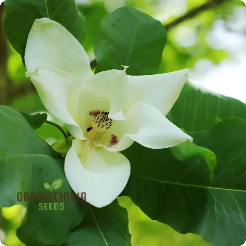 Big Leaf Magnolia (Magnolia macrophylla) Flower Seeds, Tips for Thriving Blooms and Lush Foliage