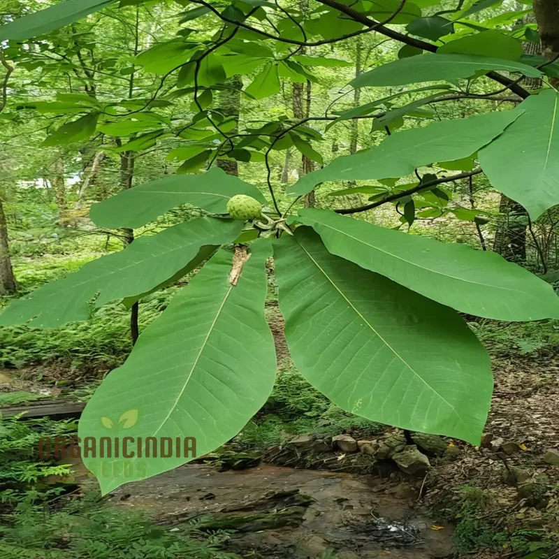 Big Leaf Magnolia (Magnolia macrophylla) Flower Seeds, Tips for Thriving Blooms and Lush Foliage