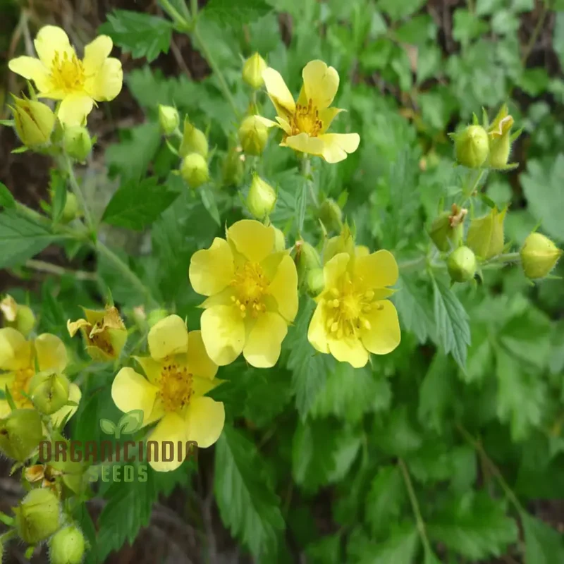 Potentilla Fissa Cinquefoil Plant Seeds - Perfect for Gardening Enthusiasts Seeking High-Quality Seeds for a Vibrant Garde