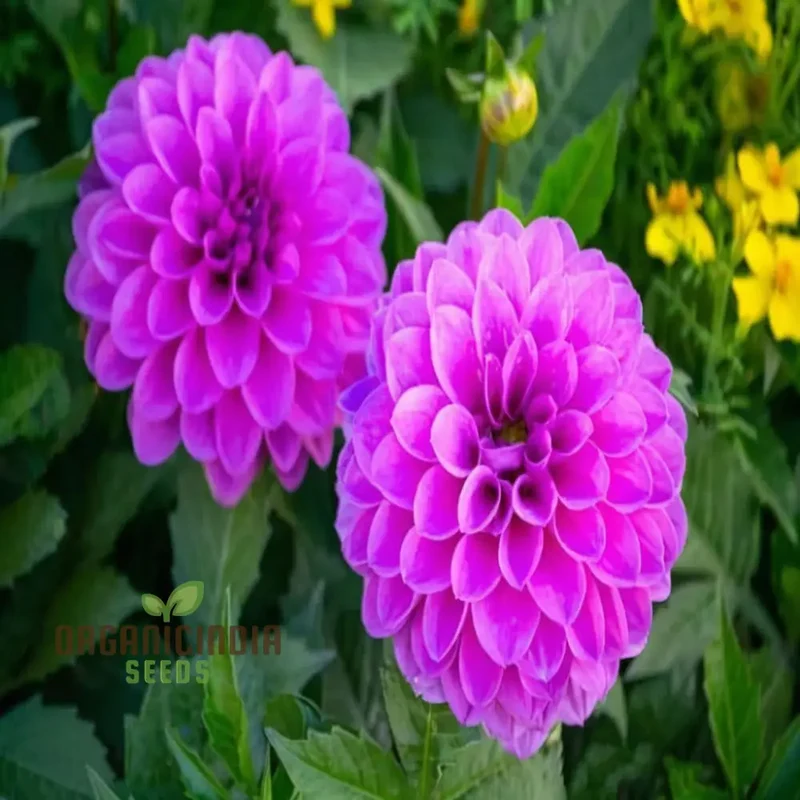 Grow Your Garden with Beauty: Premium Pink Dahlia Flower Seeds for Blossoming Joy in Your Gardening Sanctuary