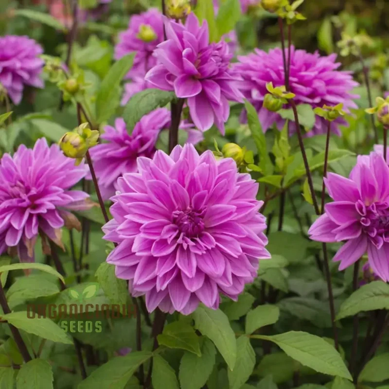 Grow Your Garden with Beauty: Premium Pink Dahlia Flower Seeds for Blossoming Joy in Your Gardening Sanctuary