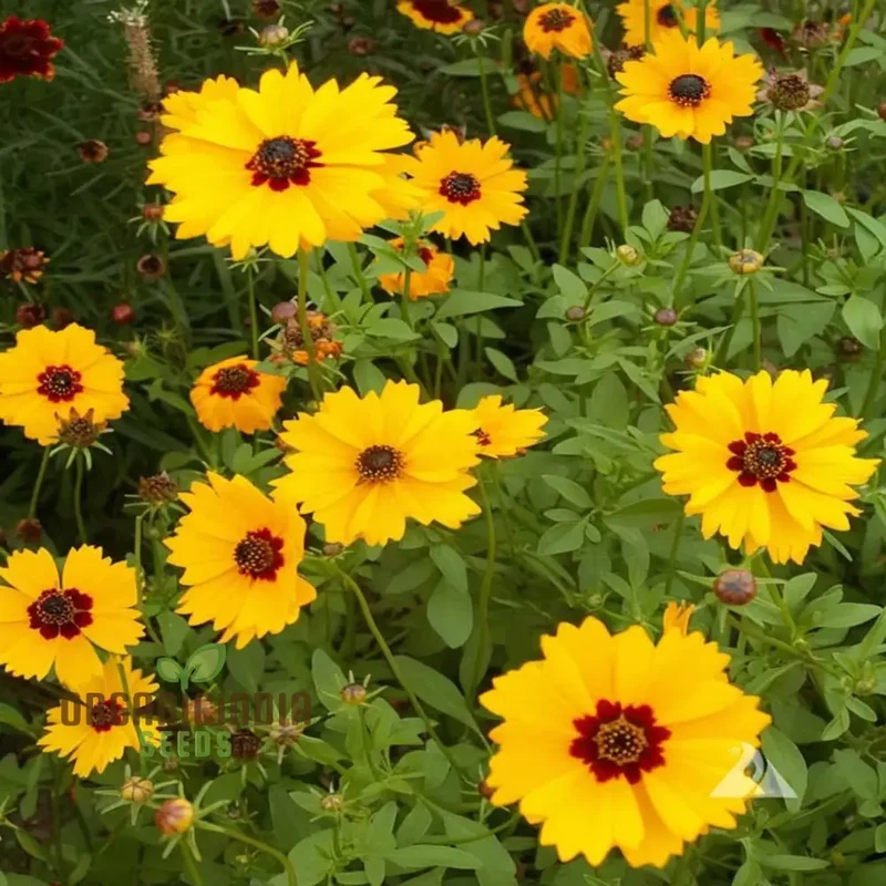 Golden Wave Coreopsis Tickseed Flower Seeds - Brilliant Blooms for Sunny Garden Borders