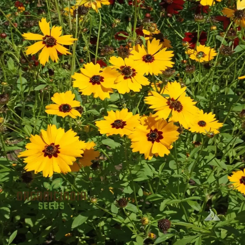 Golden Wave Coreopsis Tickseed Flower Seeds - Brilliant Blooms for Sunny Garden Borders