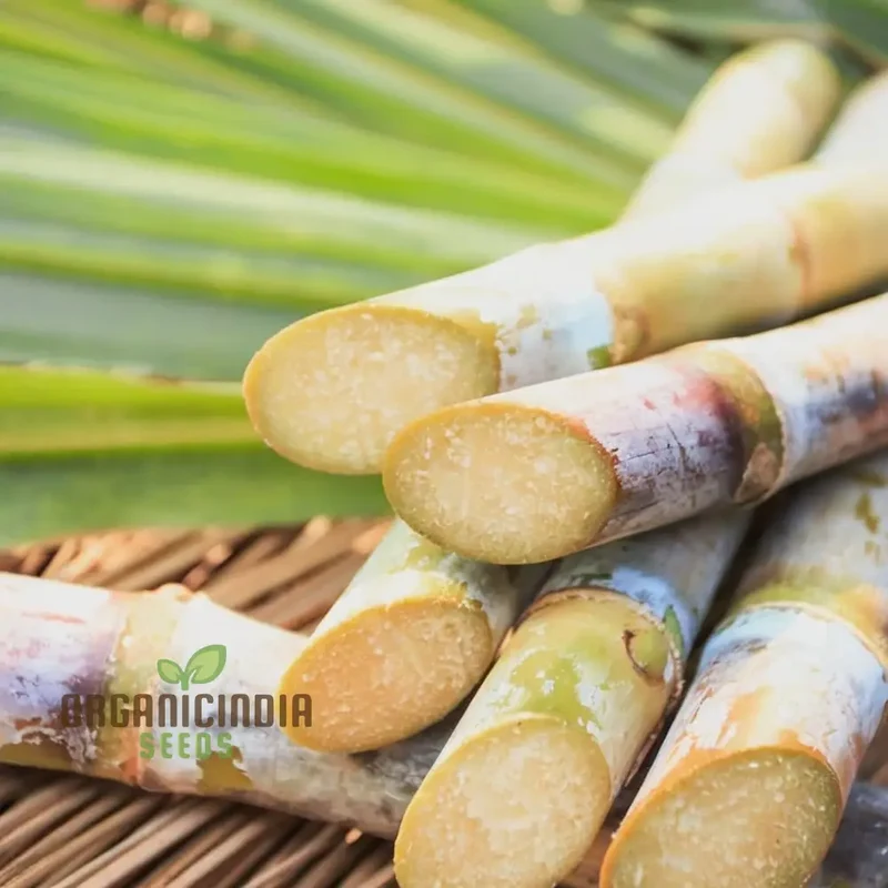 Sugarcane Planting Seeds and Gardening Made Easy for Bountiful Harvests