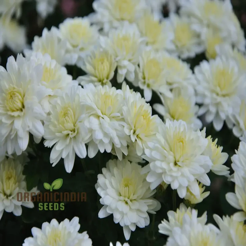 White Chrysanthemum Flower Seeds for Gardening Enthusiasts - Perfect for Your Blooming Garden