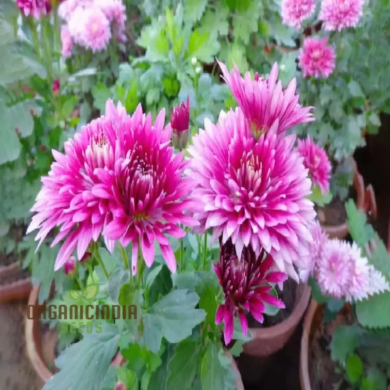 Premium Pink Chrysanthemum Flower Seeds: Grow Your Garden with Vibrant Blooms - Exceptional Quality Gardening Seeds