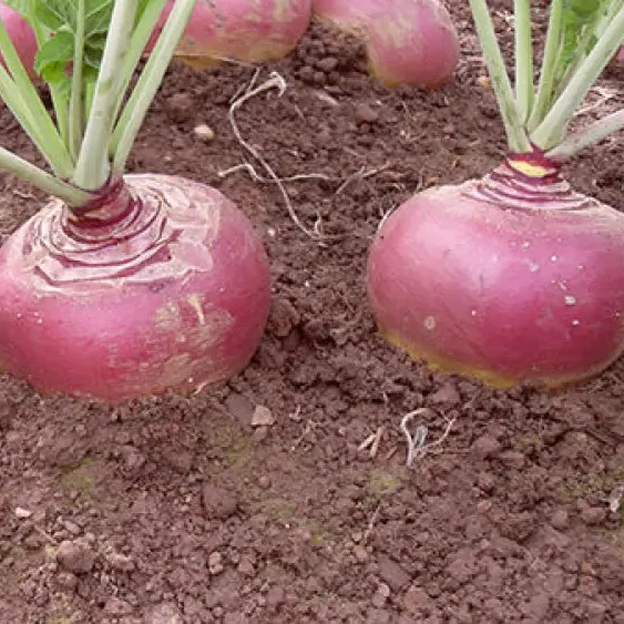 Swede Tweed F1 with Superior Vegetable Seeds for a Robust and Flavorful Addition to Your Garden