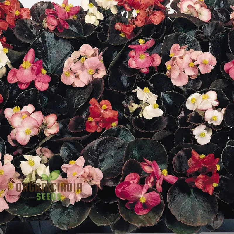 Begonia Sunshine Carpet Seeds – Colorful, Low-Growing Garden Bedding Variety
