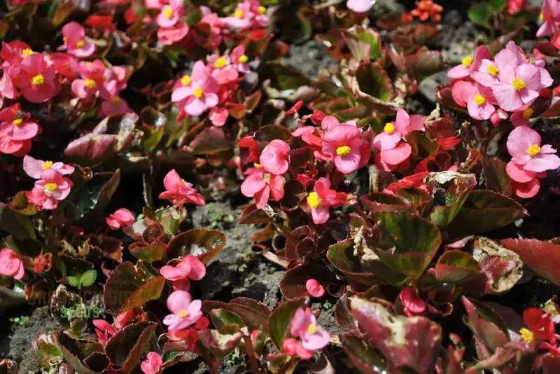 Begonia Sunshine Carpet Seeds – Colorful, Low-Growing Garden Bedding Variety