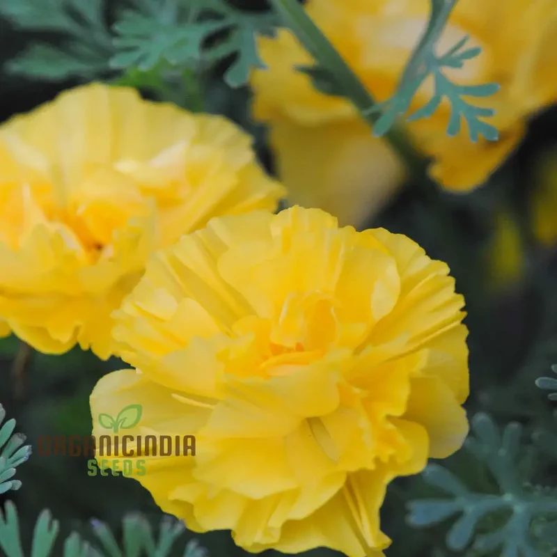 Eschscholtzia Yellow Seeds For Planting: Vibrant Blooms for Bountiful Gardens - Premium Californian Poppy Seeds
