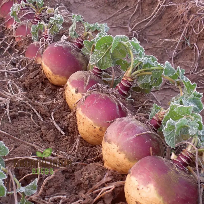 Swede Marian Vegetable Seeds, Cultivate Flavorful and Nutritious Swedes with Expert Tips for Successful Growth