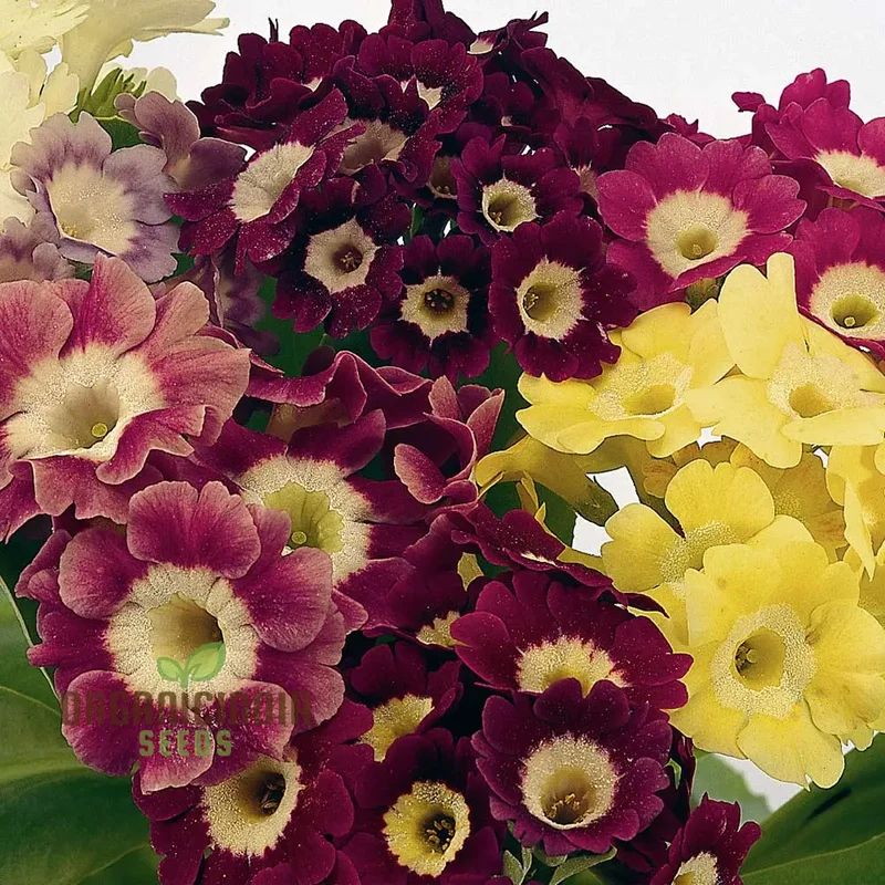 Auricula Seeds (Auricula Alpine Mixed Seeds) - Beautiful Alpine Mix for Gardens