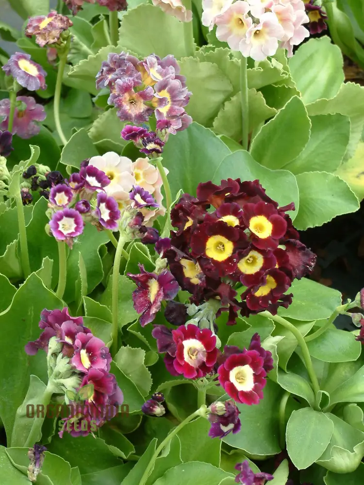 Auricula Seeds (Auricula Alpine Mixed Seeds) - Beautiful Alpine Mix for Gardens