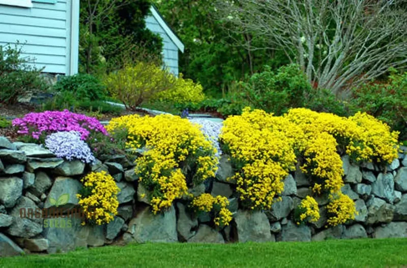 Alyssum Saxatile Compactum Gold Dust Seeds - Grow Compact and Stunning Gold Dust Alyssum in Your Garden
