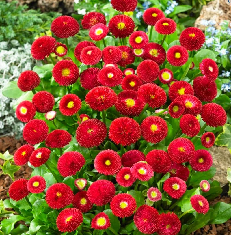 Daisy Pomponet Red Seeds – Vibrant Garden Bloom Variety