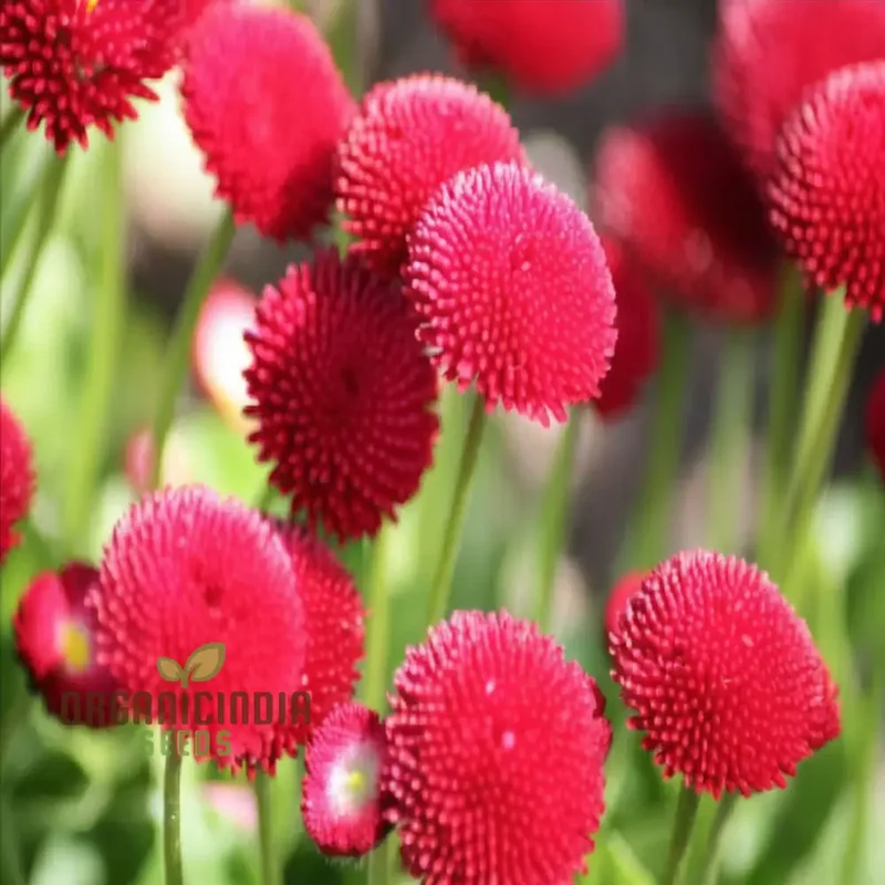Daisy Pomponet Red Seeds – Vibrant Garden Bloom Variety