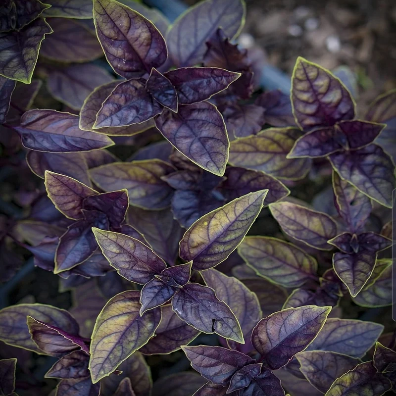 Purple Basil Seeds for Planting - Perfect for Home Gardening, Aromatic Culinary Uses, and Vibrant Herb Gardens