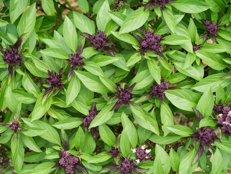 Purple Basil Seeds for Planting - Perfect for Home Gardening, Aromatic Culinary Uses, and Vibrant Herb Gardens