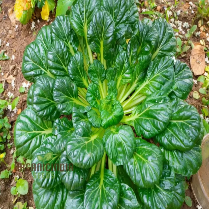 Tatsoi leafy Vegetable Seeds: A Comprehensive Guide to Planting and Gardening This Flavorful and Versatile Leafy Vegetable