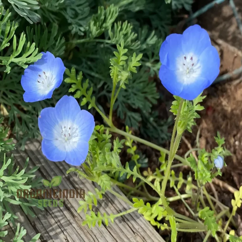 Nemophila Blue Flower Seeds - Stunning Blue Blooms for Charming Garden Displays