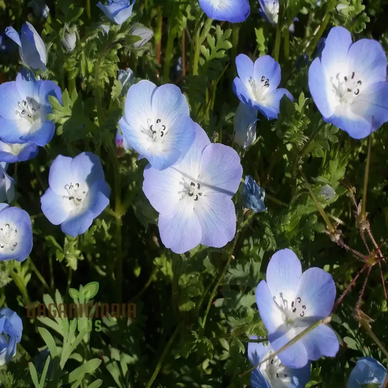 Nemophila Blue Flower Seeds - Stunning Blue Blooms for Charming Garden Displays