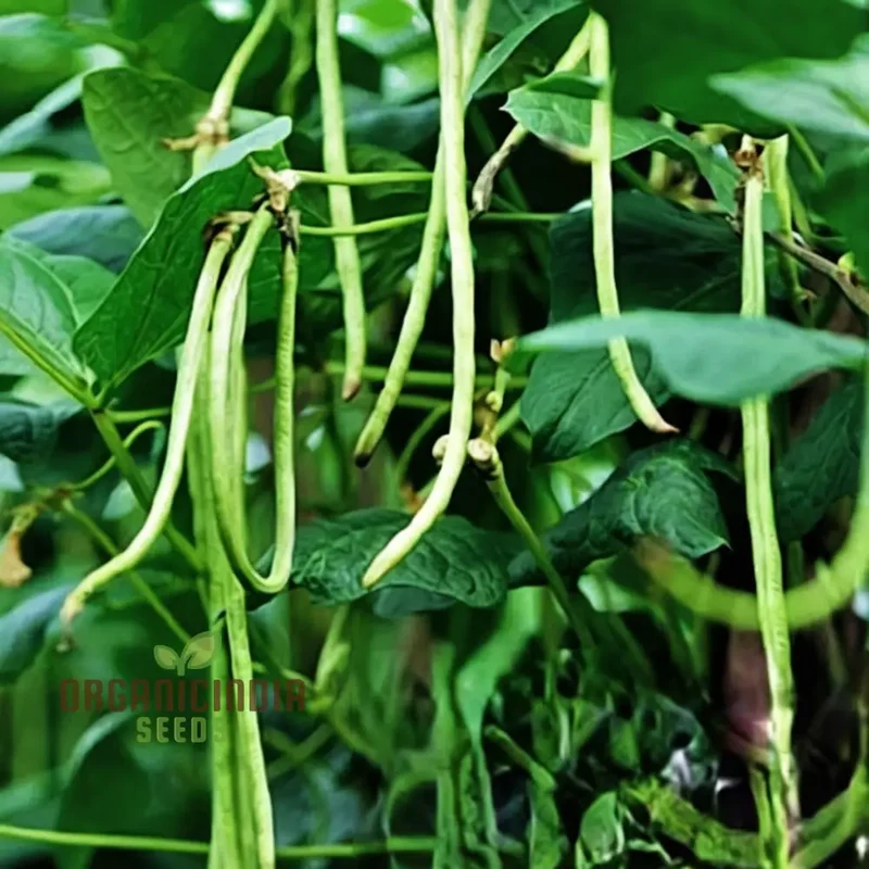 Cowpeas (Lobia) Vegetable Seeds, Cultivating Nutritious and Versatile Legumes in Your Garden