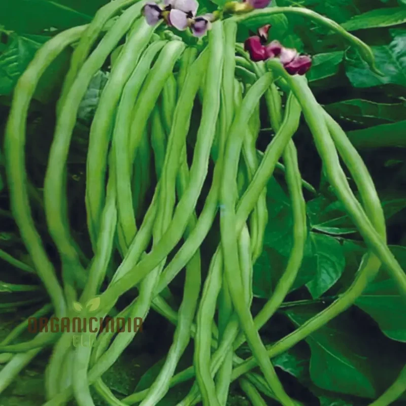 Cowpeas (Lobia) Vegetable Seeds, Cultivating Nutritious and Versatile Legumes in Your Garden