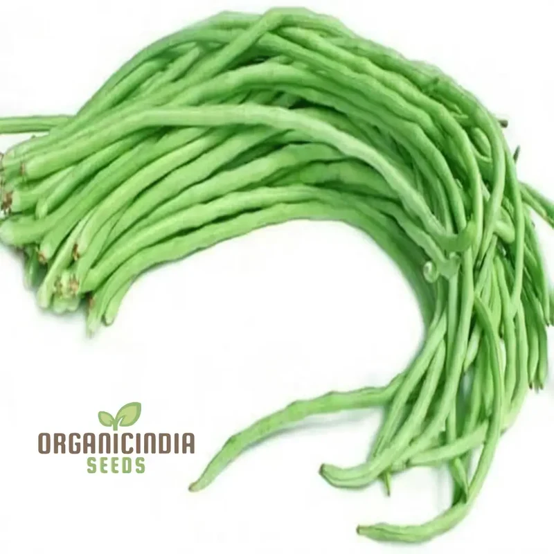 Cowpeas (Lobia) Vegetable Seeds, Cultivating Nutritious and Versatile Legumes in Your Garden