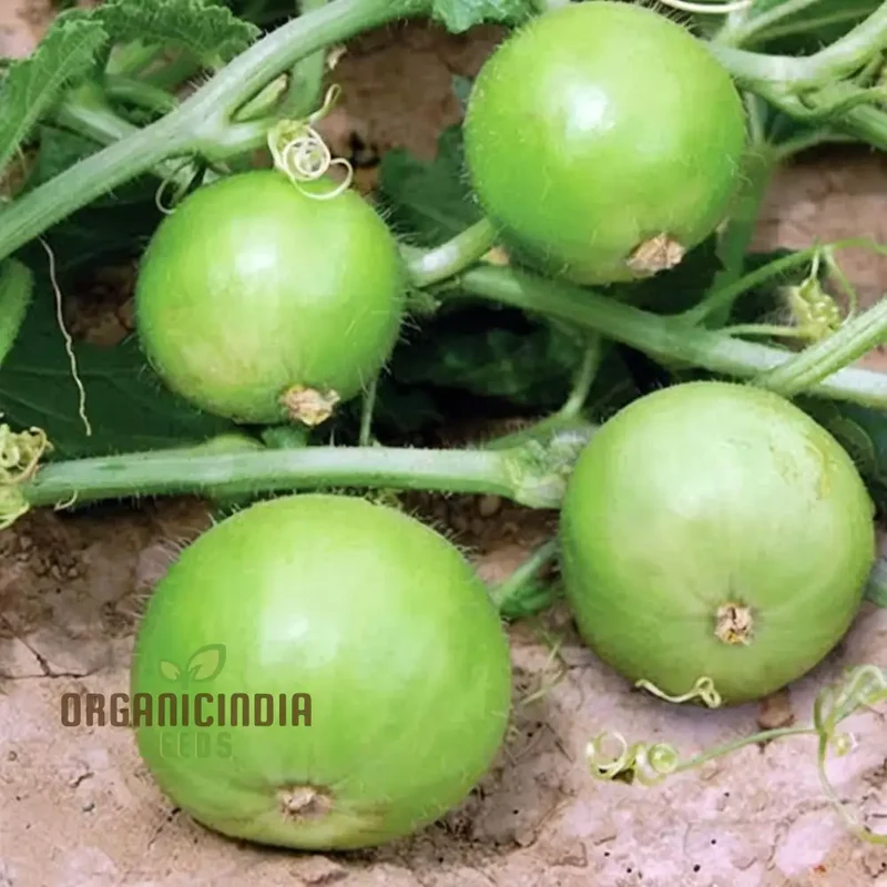 Apple Gourd Vegetable Seeds, Growing Delicious and Unique Vegetables in Your Garden