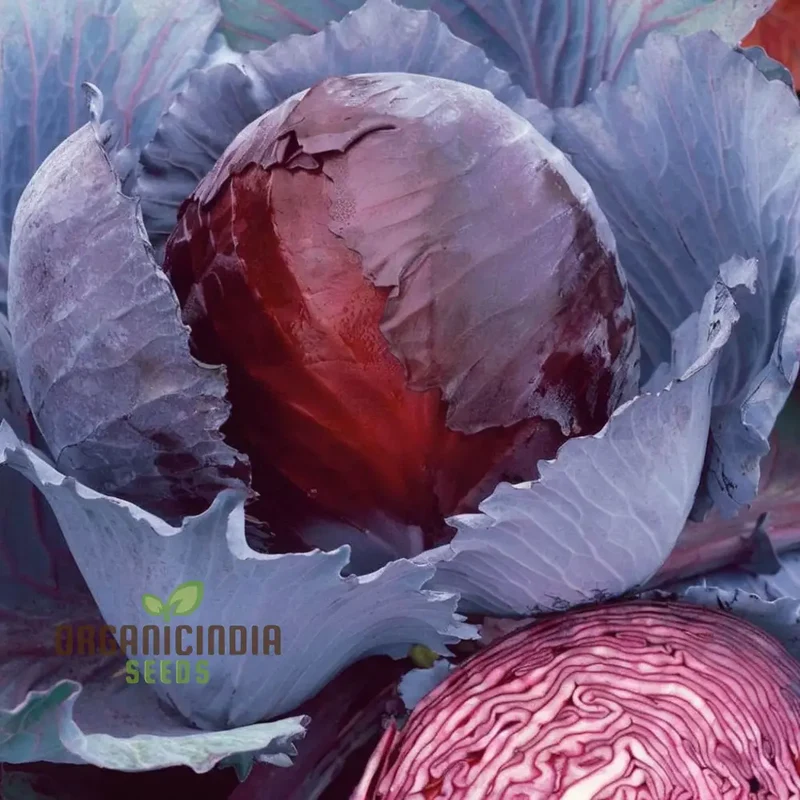 Red Cabbage Vegetable Seeds, Cultivating Vibrant and Nutrient-Rich Additions to Your Garden