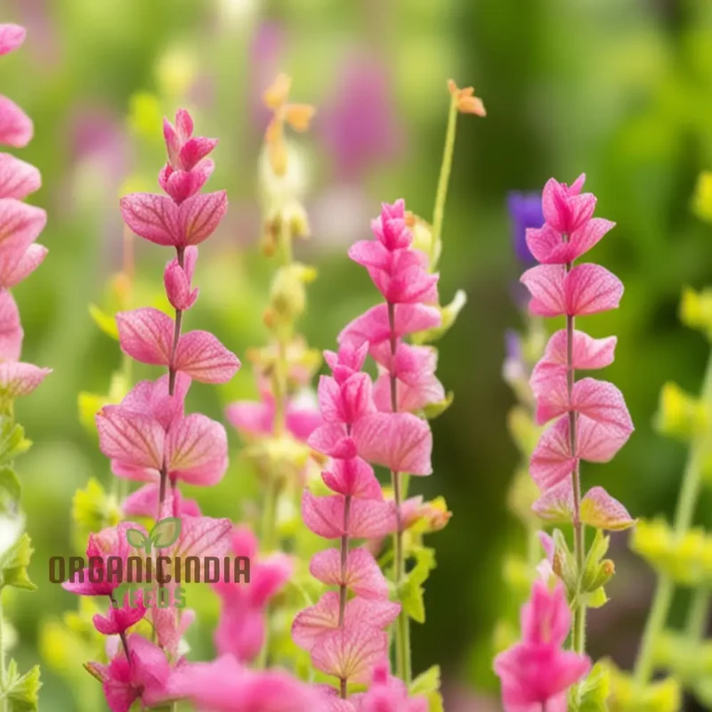 Salvia Say So Rose Seeds – Long-Blooming, Vibrant Garden Variety
