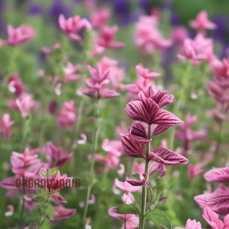 Salvia Say So Rose Seeds – Long-Blooming, Vibrant Garden Variety