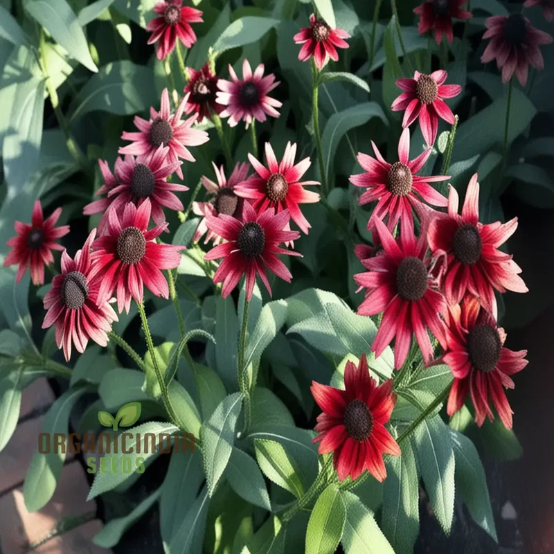 Rudbeckia Cherry Brandy Flowers Seeds, renowned for their deep red hues and captivating presence in gardens,