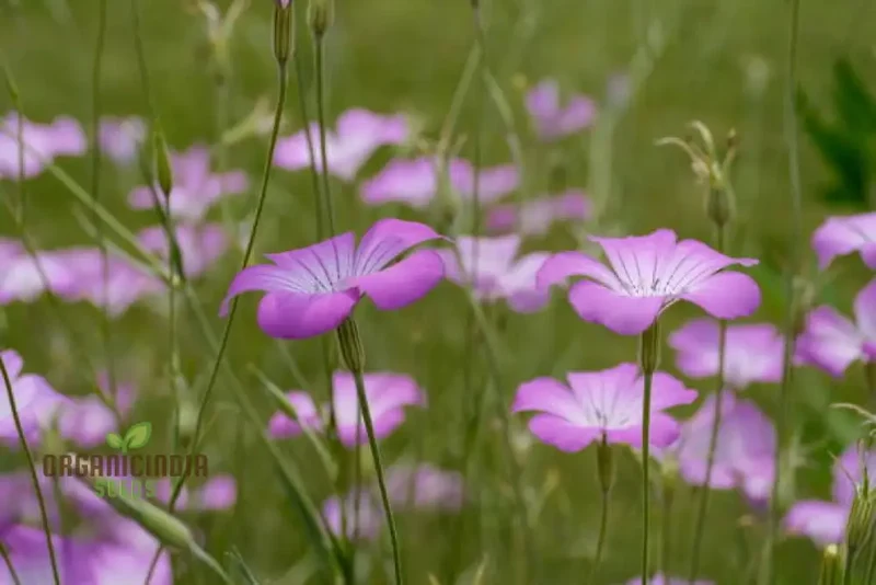 Corncockle Seeds for Planting, Gardening Enthusiasts | Cultivated for Average Conditions