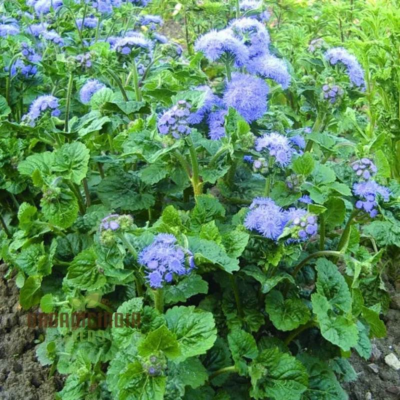 Ageratum Blue Horizon Flower Seeds, Premium Garden Seeds for Vibrant Blooms, Ideal for Gardening