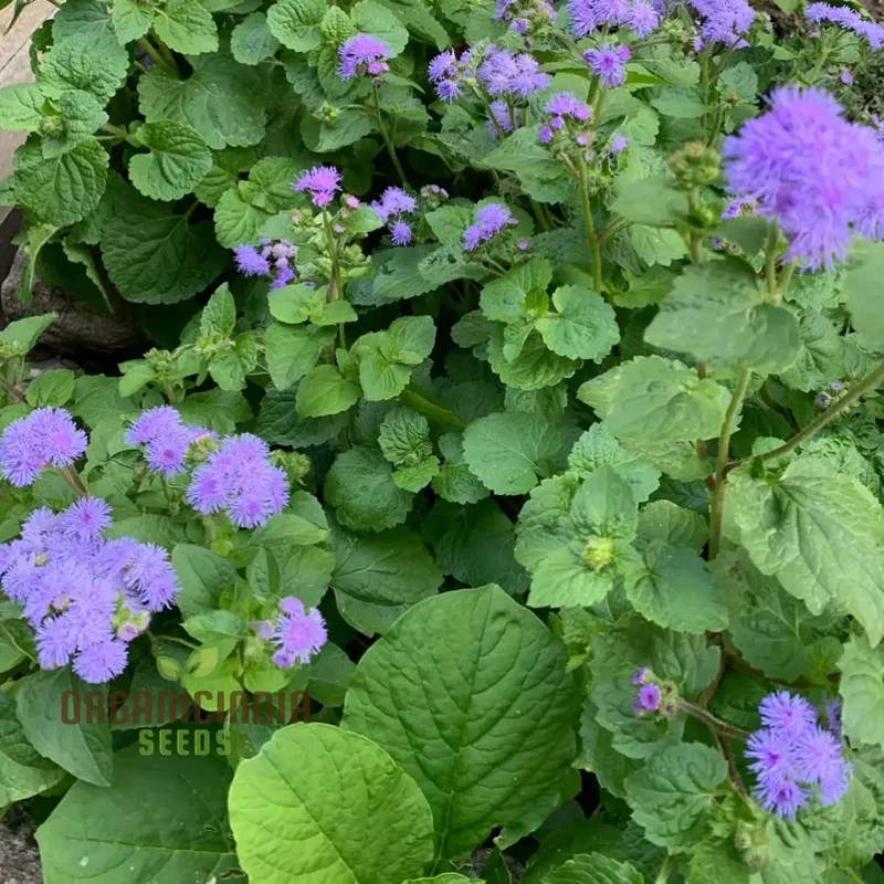 Ageratum Blue Horizon Flower Seeds, Premium Garden Seeds for Vibrant Blooms, Ideal for Gardening