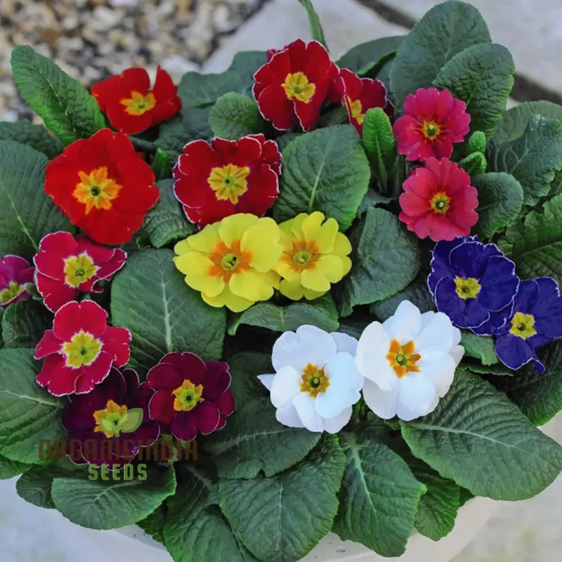 PRIMROSE HUSKY MIXED Seeds for Gardening Enthusiasts | Beautifully Cultivated Varieties for Your Flower Bed