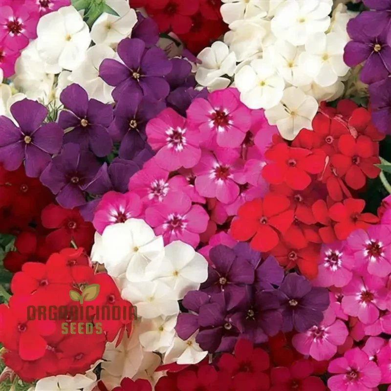 Phlox Beauty Mix Seeds – Vibrant Garden Flowering Blend for Stunning Blooms